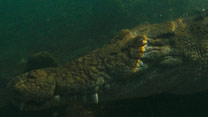 Crocodile Dreaming (2007)