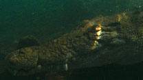 Crocodile Dreaming (2007)